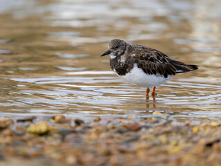 Wall Mural - Turnstone, Arenaria interpres