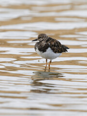 Wall Mural - Turnstone, Arenaria interpres