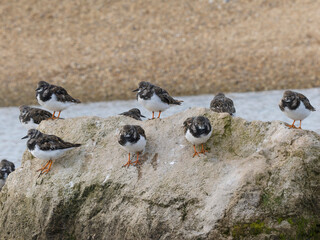 Wall Mural - Turnstone, Arenaria interpres