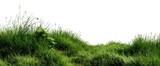 Lush green grass field, isolated