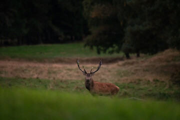 Wall Mural - A red deer in the mating season. A deer during rutting season. A cervus elaphus in its natural habitat. 