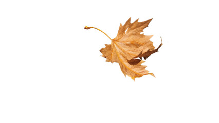 Wall Mural - dry maple leaf