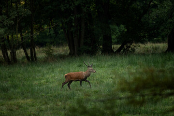 Wall Mural - A red deer in the mating season. A deer during rutting season. A cervus elaphus in its natural habitat. 