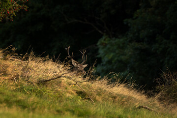 Wall Mural - A red deer in the mating season. A deer during rutting season. A cervus elaphus in its natural habitat. 