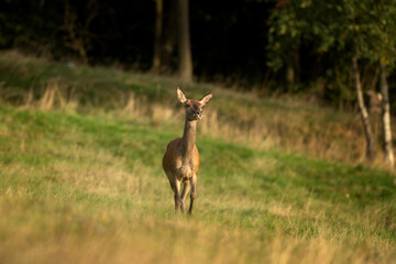 Wall Mural - A red deer in the mating season. A deer during rutting season. A cervus elaphus in its natural habitat. 