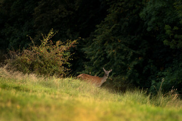 Wall Mural - A red deer in the mating season. A deer during rutting season. A cervus elaphus in its natural habitat. 