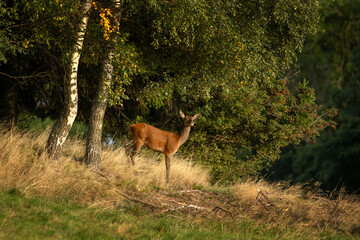 Wall Mural - A red deer in the mating season. A deer during rutting season. A cervus elaphus in its natural habitat. 