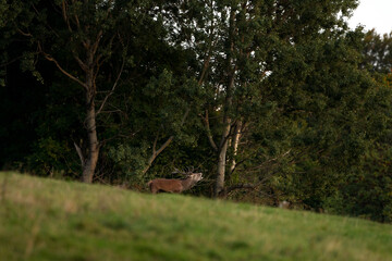 Wall Mural - A red deer in the mating season. A deer during rutting season. A cervus elaphus in its natural habitat. 