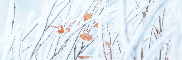 Wall Mural - Snow and rime ice on the branches of bushes. Twigs covered with hoarfrost. Plants in the park are covered with hoar frost. Cold snowy winter weather. Frosting texture. Wide panoramic light background.