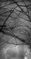Wall Mural - Mysterious wilderness at midnight covered in dense fog lit by moonlight. Dramatic smoky atmosphere effect around bare branches in deserted woodland for spooky black and white or Halloween background.