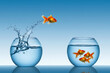 © Concept Studio - single goldfish leaps from one bowl of water to another, escaping confinement for a new beginning and seeking freedom