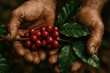 © Jelena - Farmer hands presenting ripe red coffee cherries with glossy leaves morning dew sustainable harvest authentic agriculture close up rustic plantation feel