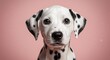 © Cleverson - Close-up portrait of an adorable dalmatian puppy with captivating eyes and a playful expression against a light pink background.