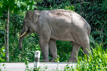 Wall Mural - Its body is gray, its snout is called the trunk. The trunk of the Asian elephant has only one beak. Nakhon Ratchasima, Thailand.	