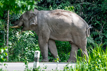 Wall Mural - Its body is gray, its snout is called the trunk. The trunk of the Asian elephant has only one beak. Nakhon Ratchasima, Thailand.	