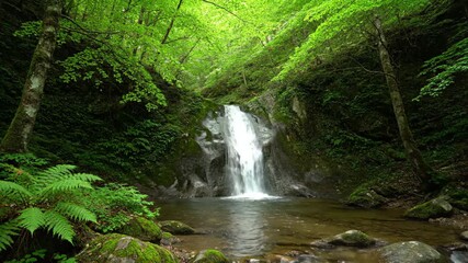 Wall Mural - Soft Light Filters Through a Lush Forest Canopy Illuminating a Peaceful Waterfall Cascade river, gentle, serene
