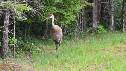 Wall Mural - Sandhill crane standing alert at the edge of a forest clearing surrounded by tall trees
