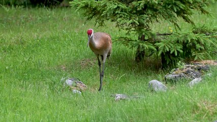 Wall Mural - Sandhill Crane walking along lush green grass