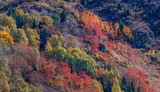 Picturesque multi-colored mixed forests of the Trans-Ili Alatau Mountains in the vicinity of the Kazakh city of Almaty