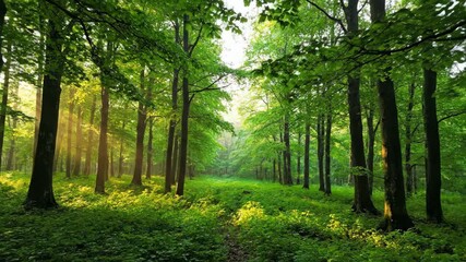 Wall Mural - serene forest awakens as the early morning mist gently dissipates, revealing vibrant greens woods, g