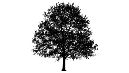 A solitary, full deciduous tree silhouette against a white backdrop