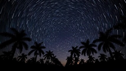 Wall Mural - Night sky star trails timelapse swirling above a silhouette of tall palm trees against the dark horizon celestial, darkness, astronomy