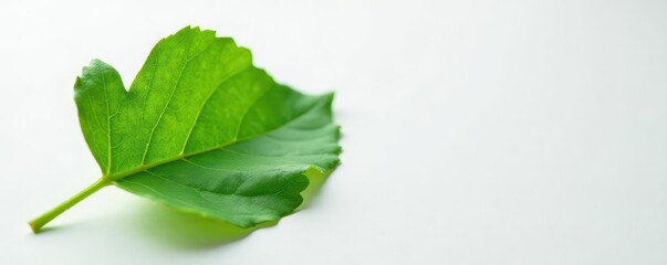 Wall Mural - Fresh green bay leaf placed on a crisp white surface, nature, garden