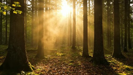 Wall Mural - Golden light beams pierce through evaporating morning mist in a serene forest dawn, outdoors, environmental