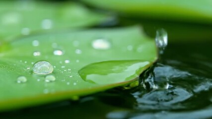 Wall Mural - Extreme macro close-up of glistening water droplets collected on a verdant lily pad, slowly rolling off into the pond biology, extreme, surface