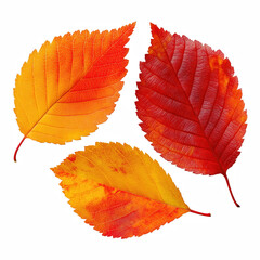 Wall Mural - Three vibrant autumn leaves in red, orange, and yellow shades isolated on white background