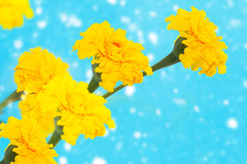 Wall Mural - Autumn. Orange marigold flowers against the blue sky.