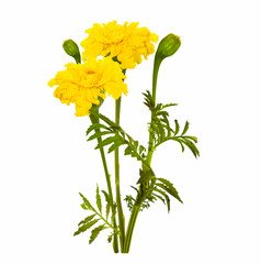 Wall Mural - A bouquet of yellow marigolds. Autumn flowers on a white background.