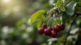 Fresh ripe cherries with water droplets macro shot, close-up food photography, juicy red fruit background, healthy organic summer berries, natural harvest still life, diet and nutrition concept