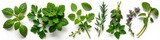 Fresh herbs isolated on white background: basil, mint, parsley, rosemary, thyme, oregano. Vibrant green foliage, perfect for culinary or medicinal use, botanical, texture