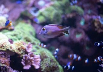 Wall Mural - Ctenochaetus Strigosus, the yellow-eyed surgeonfish. A beautiful surgeonfish in an aquarium. 
