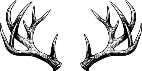 Detailed black and white illustration of deer antlers facing each other. Vector illustration

