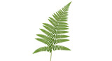 Isolated fern frond element; plant, vegetation and greenery for your project's visual needs