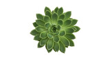 Isolated rosette succulent plant showing spiral pattern of leaves, no background