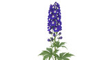 Isolated Delphinium Flower Stem, a beautiful plant for gardens, floral arrangements and bouquets