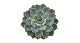 Isolated succulent rosette, blue green color, decorative plant, natural houseplant, single object