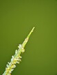 © Nyutikno - Wild Grass Flowers (Poaceae) Blooming in Nature, Macro Details of Botany of Food Crop Reproduction
