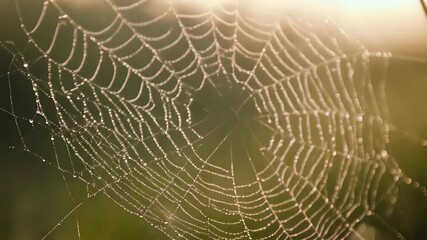 Dew-kissed spiderweb