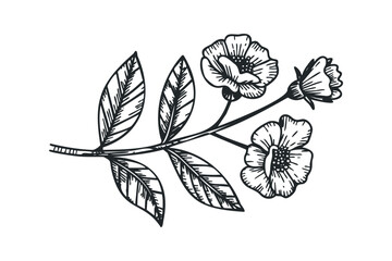 Wall Mural - Hand Drawn Floral Branch with Leaves and Flowers. Vector hand drawn illustration