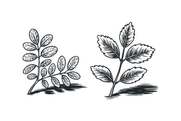 Wall Mural - Two botanical branches with detailed leaves. Vector hand drawn illustration