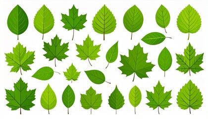 A vector set of green leaves collection botanical flat design isolated on white background
