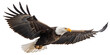 © Harmony of Forms - Bald Eagle PNG – Realistic Flying American Eagle on Transparent Background