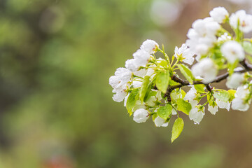Wall Mural - white blossoming apple trees with rain drops