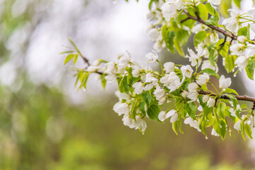 Wall Mural - white blossoming apple trees with rain drops