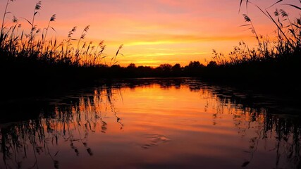 Wall Mural - striking silhouette of reeds at a pond's edge against a bright, warm sunrise or sunset, with shimmer