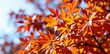 © summer - Vibrant autumn leaves overlay, perfect for fall-themed designs. Rich orange and red foliage creates a seasonal header, header, oak, october